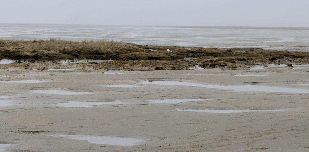 Pfützen im Wattenmeer in St. Peter Ording