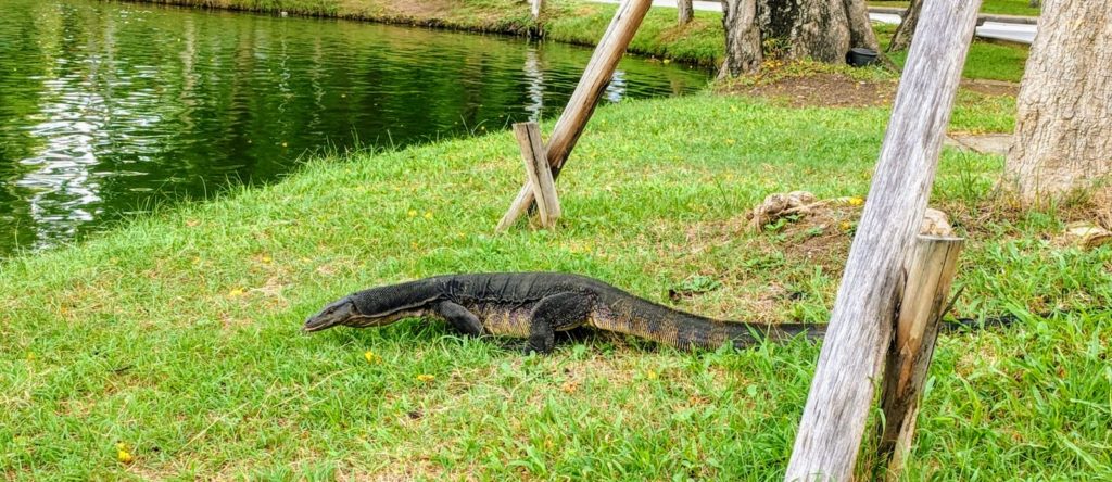 Bindewaran im Lumphini Park Bangkok