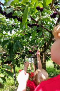 Kirschenpflücken