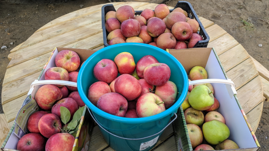 Äpfel selber pflücken auf dem Herzapfelhof - Ausflug ins Alte Land bei Hamburg