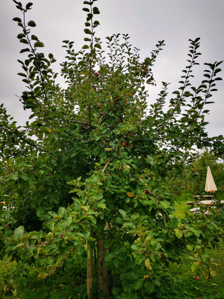 Äpfel selber pflücken auf dem Herzapfelhof - Ausflug ins Alte Land bei Hamburg-boskoop