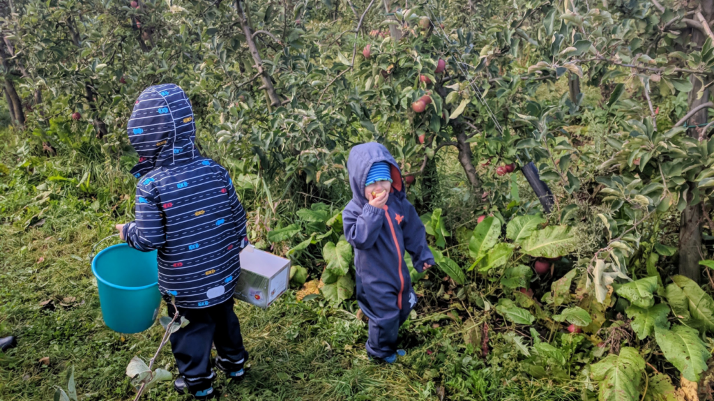 Äpfel selber pflücken auf dem Herzapfelhof - Ausflug ins Alte Land bei Hamburg - pflücken